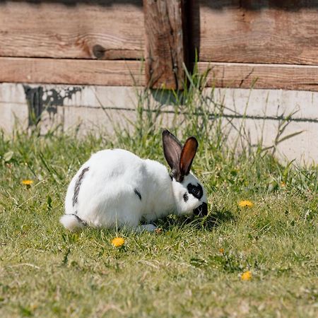 Apartmán Koliba A&A Kolašin Pokoj fotografie